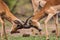 Impala males mock fight in preparation for the mating season