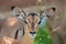 Impala national park kruger south africa reserves and protected airs of africa