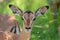 Impala national park kruger south africa reserves and protected airs of africa