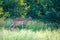 Impala at the Nxai Pan Nationalpark in Botswana