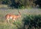 Impala at the Nxai Pan Nationalpark in Botswana