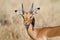 Impala and oxpecker