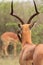 Impala with oxpecker