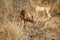 Impala in Pilanesberg National Park