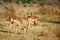 Impala in Pilanesberg National Park