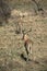 Impala at Pilanesberg National Park