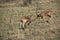 Impala at Pilanesberg National Park