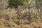 Impala in Pilanesberg National Park