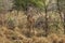 Impala in Pilanesberg National Park