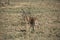 Impala at Pilanesberg National Park, North West Province, South Africa