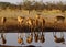 Impala, plains game impala reflections in the water