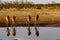 Impala, plains game impala reflections in the water