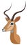 Impala portrait made in unique simple cartoon style. Head of african gazelle or antelope. Isolated artistic stylized