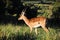 An impala ram at Kragga Kamma Game Park in South Africa