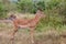 Impala Ram in profile view with bushy backdrop