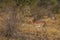 Impala ram in a Tsavo West National Park, Kenya