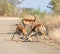 Impala Rams Fighting