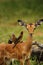 Impala and Red Billed Ox Peckers