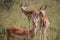 The impala or rooibok (Aepyceros melampus), medium-sized antelope resting in savannah grass, in Imire Rhino & Wildlife Conservancy