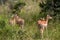 The impala or rooibok (Aepyceros melampus), medium-sized antelope resting in savannah grass, in Imire Rhino & Wildlife Conservancy