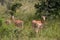 The impala or rooibok (Aepyceros melampus), medium-sized antelope resting in savannah grass, in Imire Rhino & Wildlife Conservancy