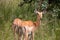 The impala or rooibok (Aepyceros melampus), medium-sized antelope resting in savannah grass, in Imire Rhino & Wildlife Conservancy