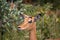 The impala or rooibok (Aepyceros melampus), medium-sized antelope resting in savannah grass, in Imire Rhino & Wildlife Conservancy