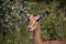 The impala or rooibok (Aepyceros melampus), medium-sized antelope resting in savannah grass, in Imire Rhino & Wildlife Conservancy