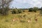 The impala or rooibok (Aepyceros melampus), medium-sized antelope resting in savannah grass, in Imire Rhino & Wildlife Conservancy