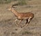Impala running _ Botswana