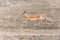 Impala running in the Kruger National Park