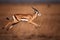 Impala running in the savanna, Kruger National Park, South Africa