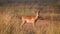 Impala at the savanna of Waterberg