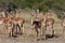 Impala - Savuti - Botswana