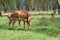 Impala scratches its head by hoof