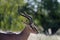 An impala shows off his beautiful horns in Etosha National Park