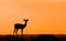 Impala silhouette against African sunset