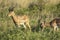 Impala , South Africa