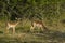 Impala , South Africa