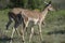 Impala, South Africa