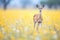 impala standing still amidst yellow wildflowers