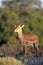 Impala, Tanzania, Africa