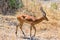 Impala in Tarangire