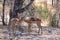 Impala in Tarangire