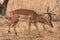 Impala in Tarangire National Park