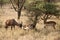 Impala and Topi antelope