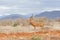 Impala in Tsavo.