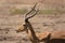 Impala in Tsavo