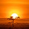 Impala under an acacai tree at sunrise, Amboseli