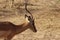 Impala walking through chobe national park in botswana in africa.